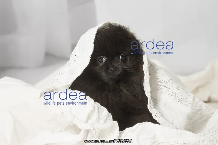 : Black Pomeranian puppy indoors : Black Pomeranian puppy indoors