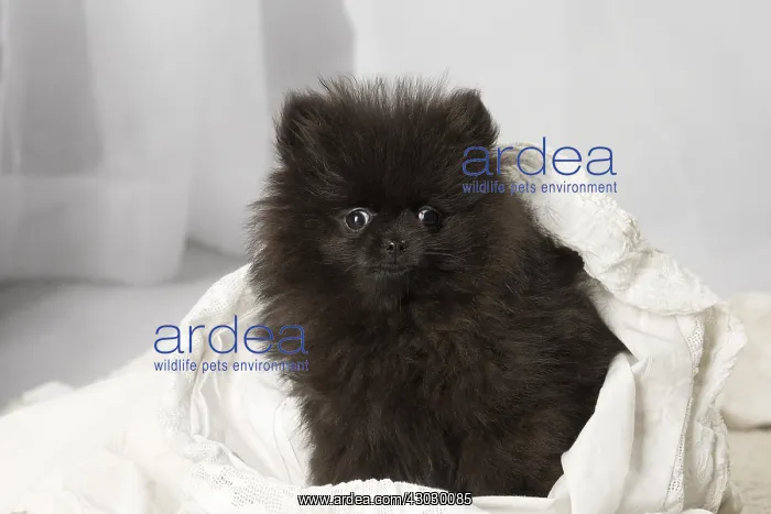 : Black Pomeranian puppy indoors : Black Pomeranian puppy indoors