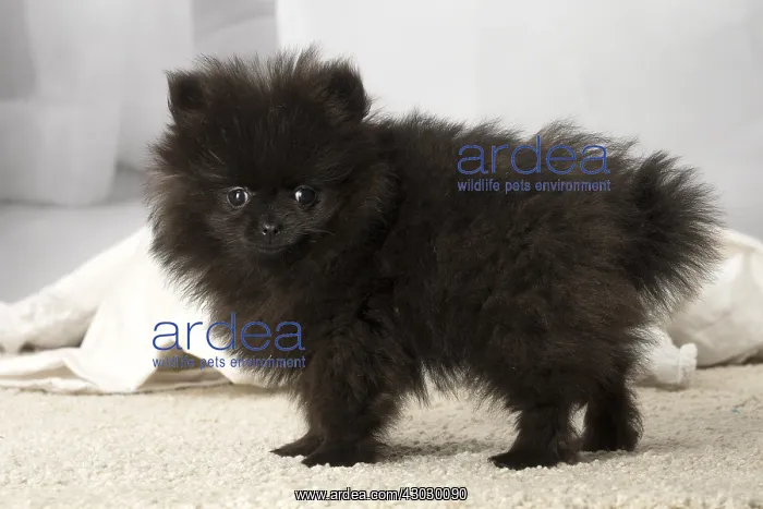 : Black Pomeranian puppy indoors : Black Pomeranian puppy indoors