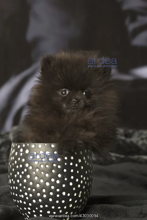: Black Pomeranian puppy indoors : Black Pomeranian puppy indoors