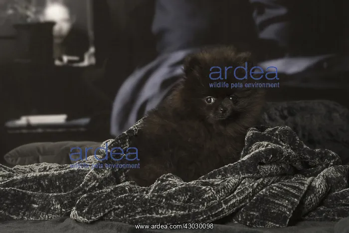 : Black Pomeranian puppy indoors : Black Pomeranian puppy indoors