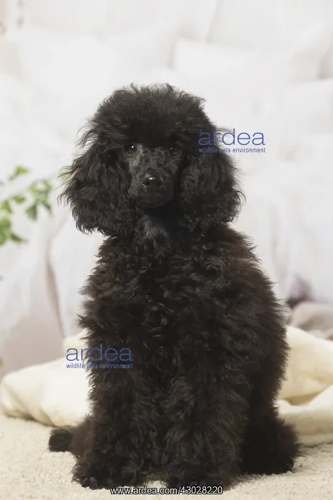  : Black Poodle dog indoors