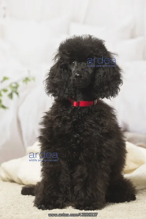  : Black Poodle dog indoors