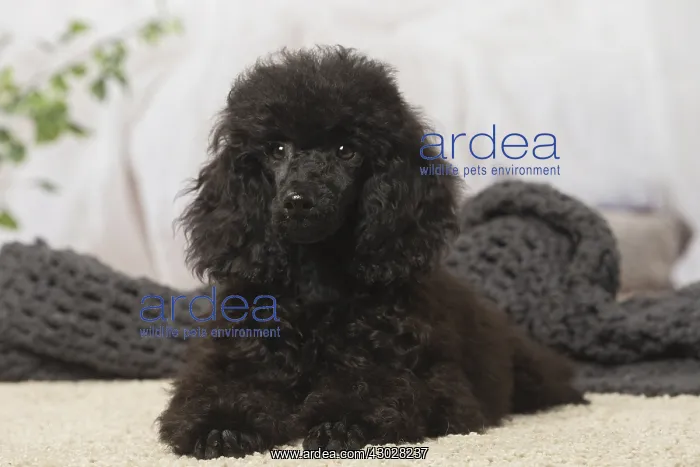  : Black Poodle dog indoors