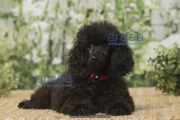  : Black Poodle dog indoors