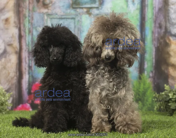  : Black Poodle and grey Poodles dogs outdoors