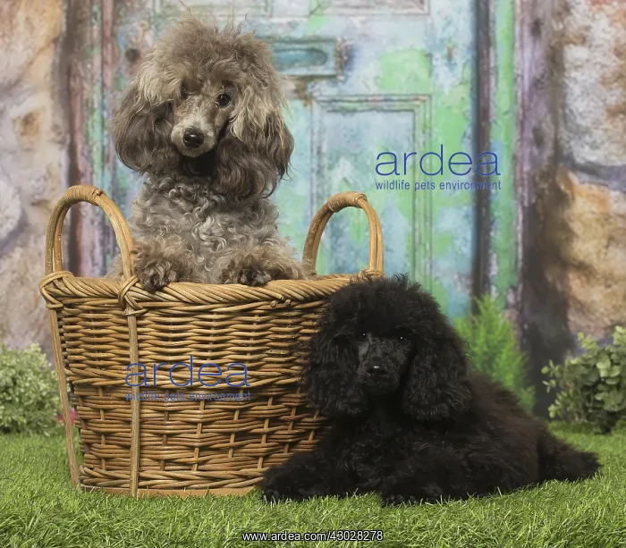  : Black Poodle and grey Poodles dogs outdoors