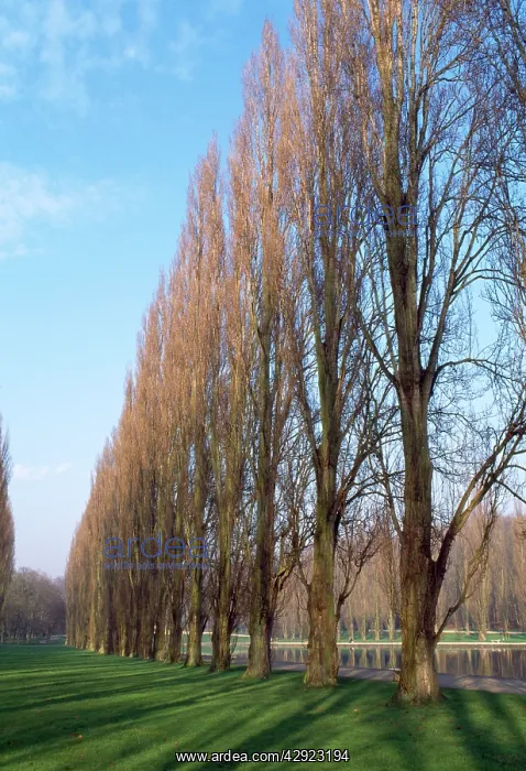 : Black Poplar - avenue of trees : Black Poplar - avenue of trees
