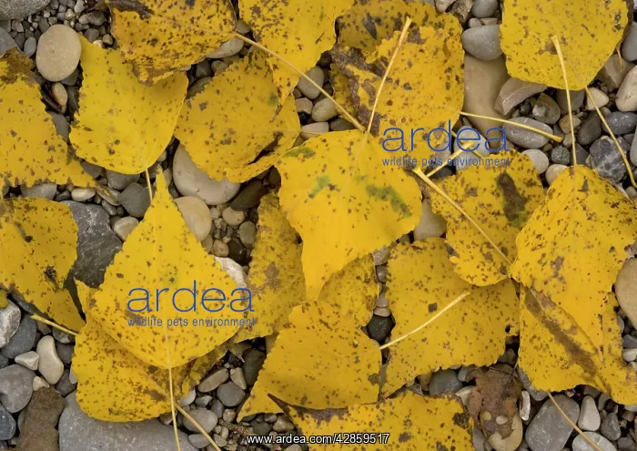 : Black poplar: fallen leaves on riverside gravel : Black poplar: fallen leaves on riverside gravel