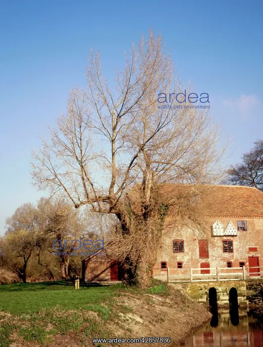  : Black POPLAR tree - Mill on River Stour