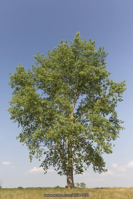 : Black Poplar - tree in summer - Germany : Black Poplar - tree in summer - Germany