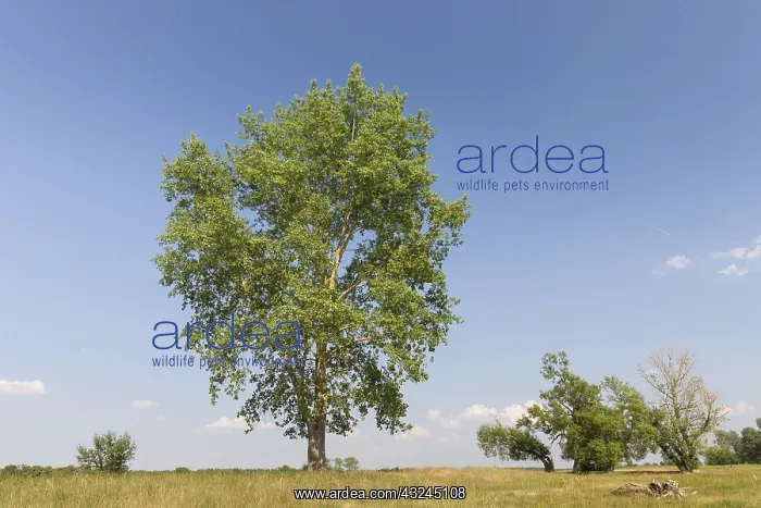 : Black Poplar - tree in summer - Germany : Black Poplar - tree in summer - Germany