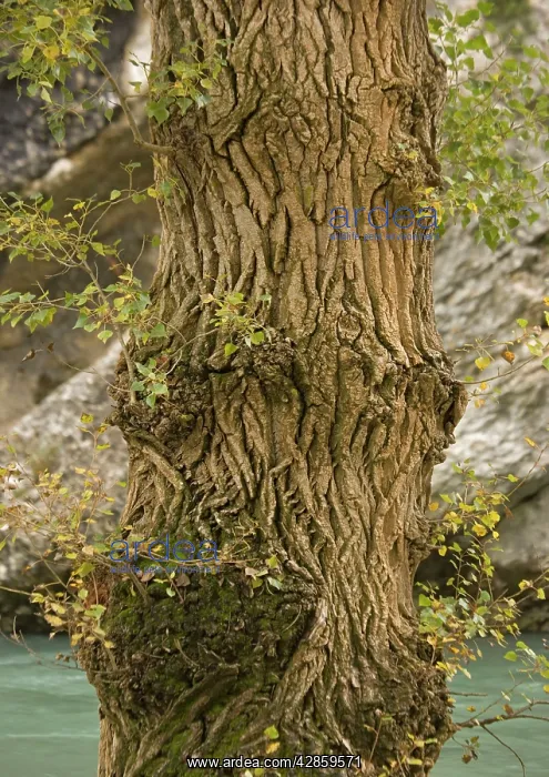 : Black poplar trunk and bark. Riverside tree : Black poplar trunk and bark. Riverside tree