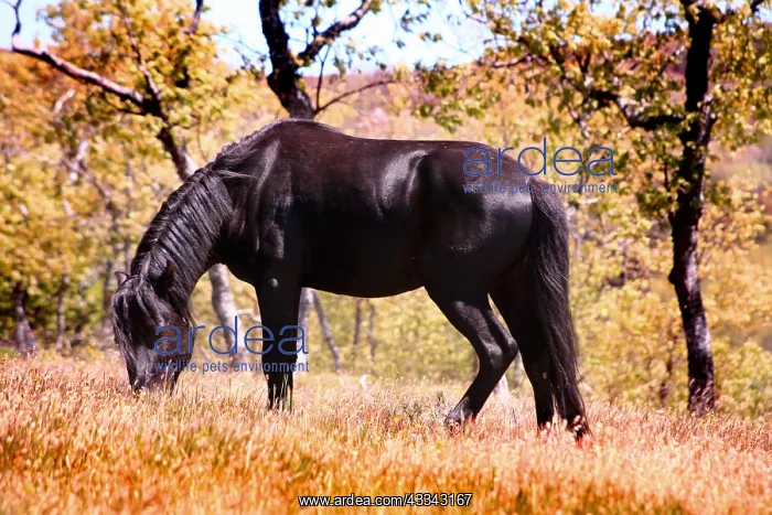  : Black Pottoka pony grazing at liberty, in Extremadura