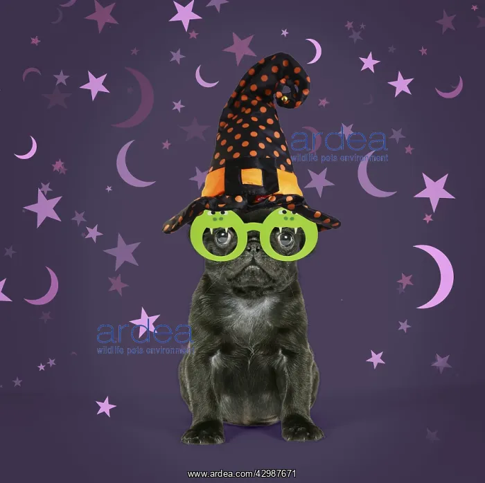 : Black Pug Dog, puppy (6 weeks old) wearing witches hat : Black Pug Dog, puppy (6 weeks old) wearing witches hat