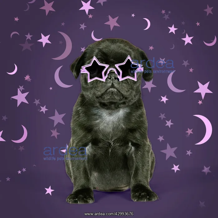 : Black Pug Dog, puppy (6 weeks old) wearing witches hat : Black Pug Dog, puppy (6 weeks old) wearing witches hat