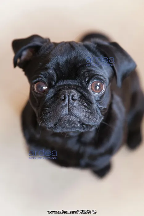 : Black pug puppy from above Portrait eines schwarzen : Black pug puppy from above Portrait eines schwarzen