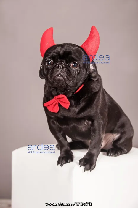  : Black Pug wearing devil's horns and a bow tie