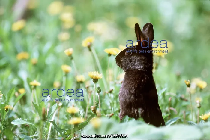 : BLACK RABBIT - In flowers : BLACK RABBIT - In flowers