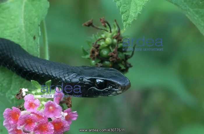 : Black Racer : Black Racer