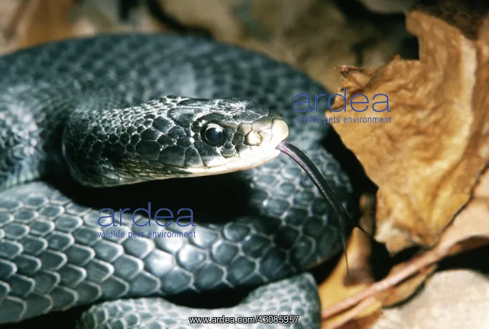  : Black Racer