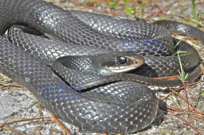 : Black Racer : Black Racer