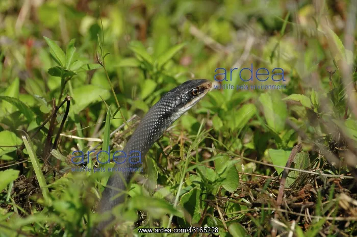 : Black Racer : Black Racer