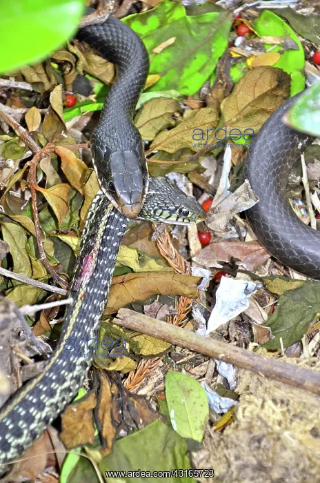 : Black Racer eating Garter Snake : Black Racer eating Garter Snake