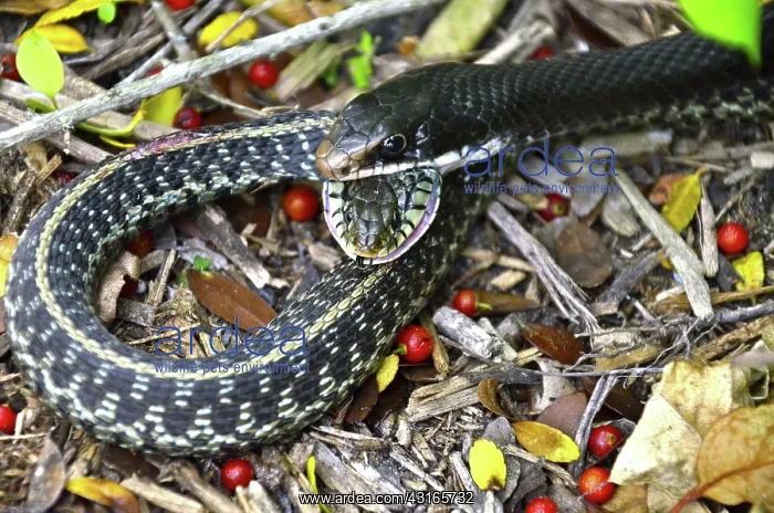 : Black Racer eating Garter Snake : Black Racer eating Garter Snake
