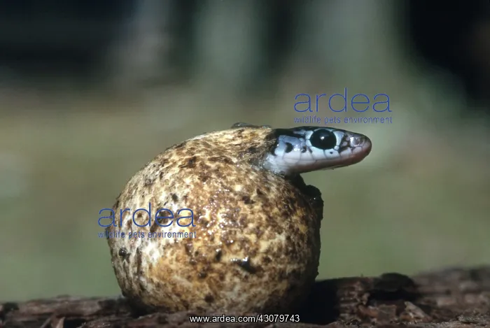 : Black Racer Hatching : Black Racer Hatching
