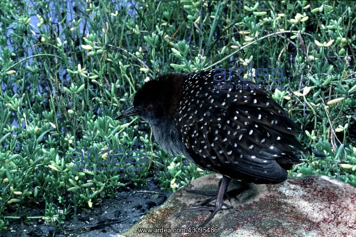 : Black Rail in Salicornia : Black Rail in Salicornia