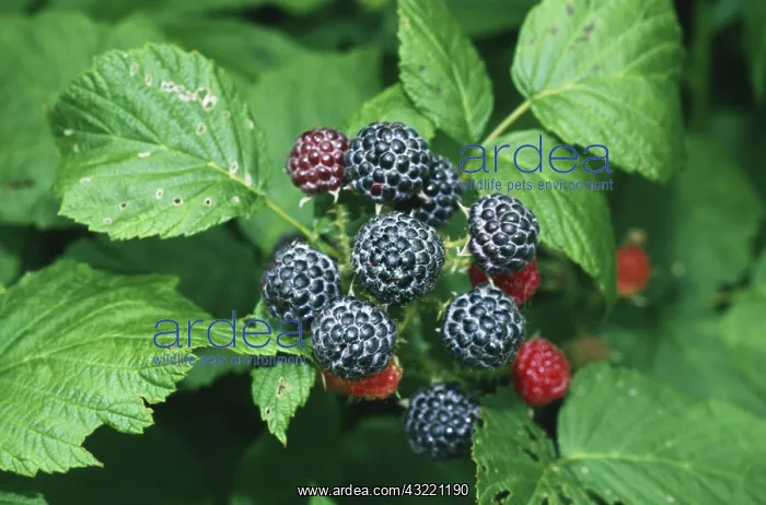 : Black Raspberries : Black Raspberries
