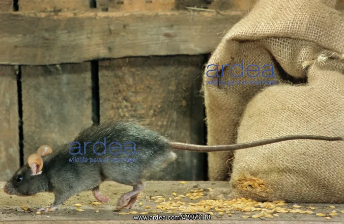 : Black Rat in barn with bag of cereals : Black Rat in barn with bag of cereals