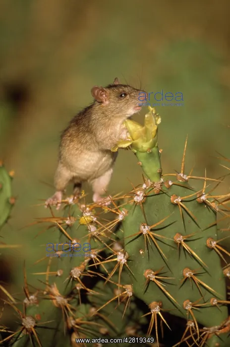 : Black RAT - on cactus (Introduced species) : Black RAT - on cactus (Introduced species)