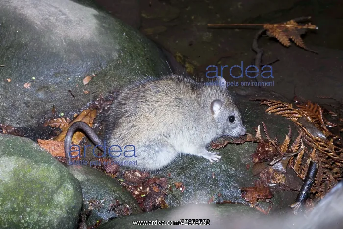  : Black Rat - Healesville Sanctuary