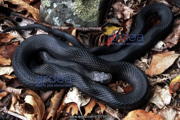 : Black Rat Snake : Black Rat Snake