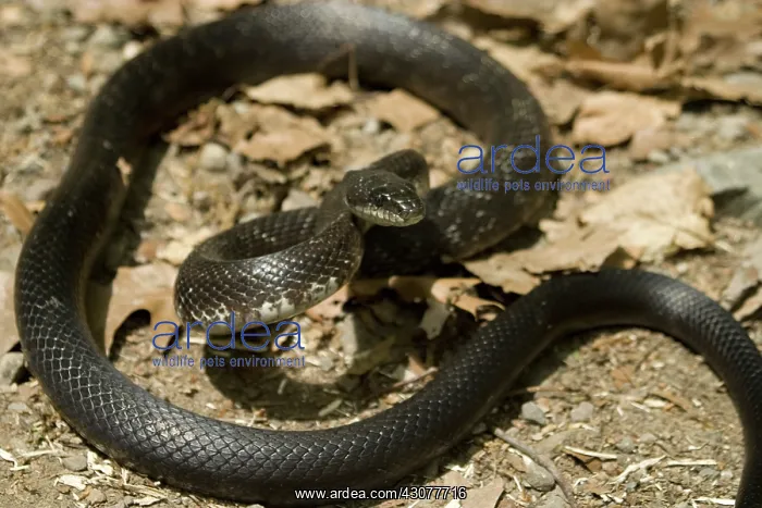 : Black Rat Snake : Black Rat Snake