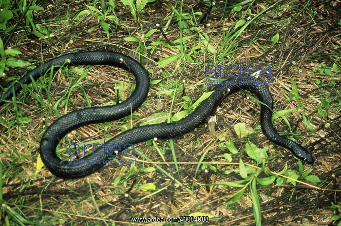  : Black Rat Snake
