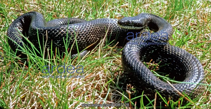 : Black Rat Snake : Black Rat Snake