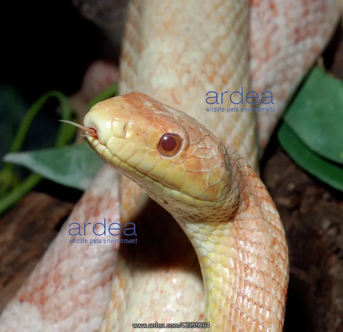 : Black Rat Snake - albino : Black Rat Snake - albino