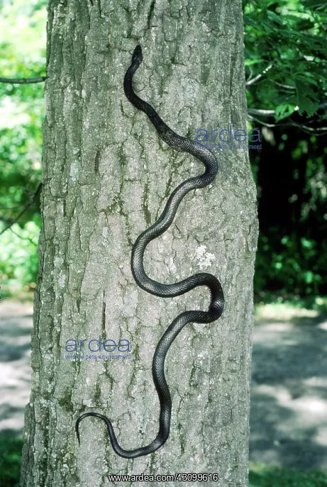 : Black Rat Snake climbing a tree : Black Rat Snake climbing a tree