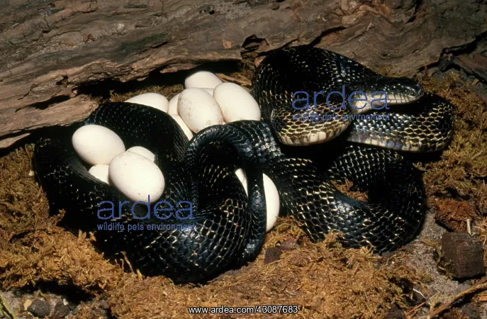 : Black Rat Snake with Eggs : Black Rat Snake with Eggs