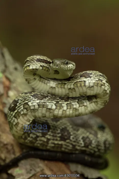 : Black Rat Snake (formerly known as Panteropsis : Black Rat Snake (formerly known as Panteropsis