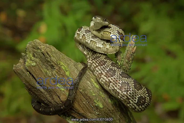 : Black Rat Snake (formerly known as Panteropsis : Black Rat Snake (formerly known as Panteropsis