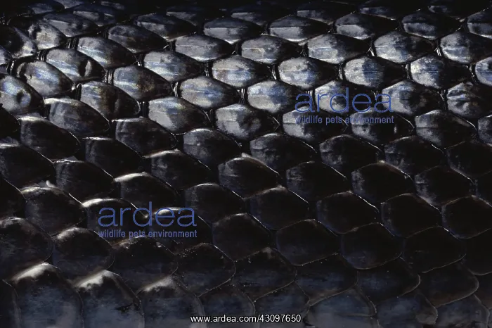 : Black Rat Snake Scales : Black Rat Snake Scales
