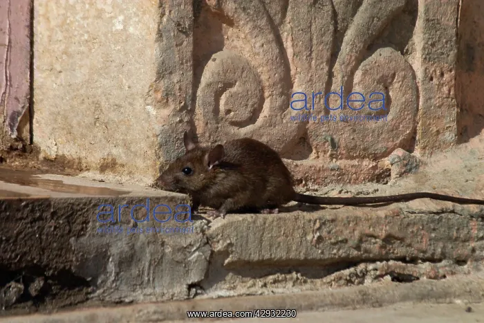  : Black RAT- at the back of Sudarshan Hotel, Jaisalmer