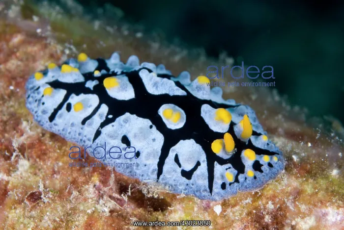 : Black-rayed Phyllidia Nudibranch : Black-rayed Phyllidia Nudibranch