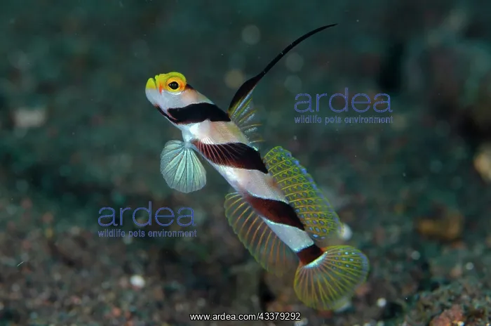  : Black-rayed Shrimpgoby