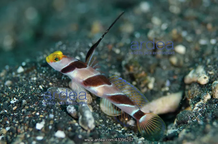 : Black-rayed Shrimpgoby : Black-rayed Shrimpgoby
