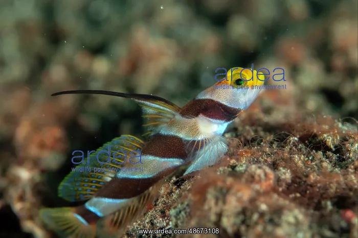 : Black-rayed Shrimpgoby - with erect fin - Aw Shucks dive : Black-rayed Shrimpgoby - with erect fin - Aw Shucks dive